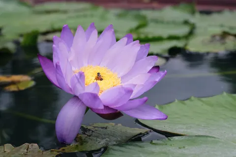 Lotus 4K Wallpaper · flowers · 3840×2560