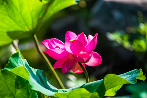Lotus 4K Wallpaper · flowers · 3840×2563