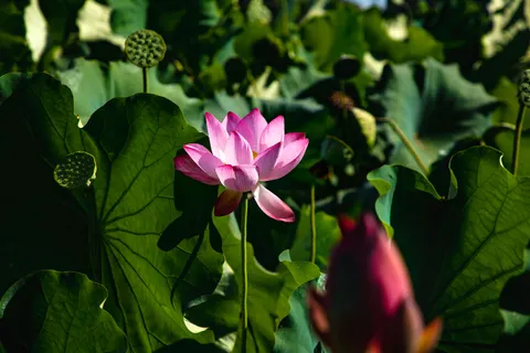 Lotus 4K Wallpaper · flowers · 3840×2560