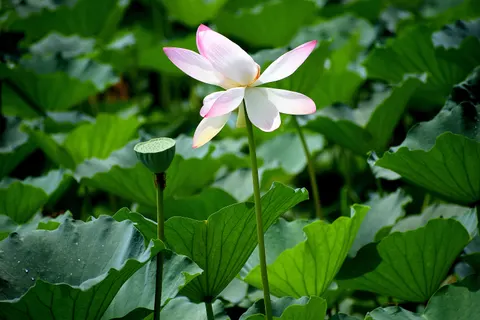 Lotus 4K Wallpaper · flowers · 3840×2560