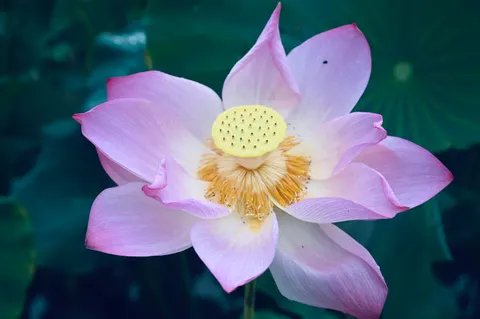 Lotus 4K Wallpaper · flowers · 3840×2555