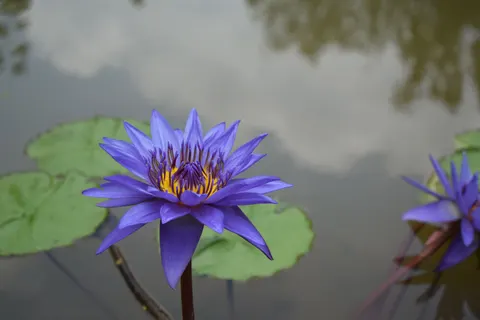 Lotus 4K Wallpaper · flowers · 3840×2560