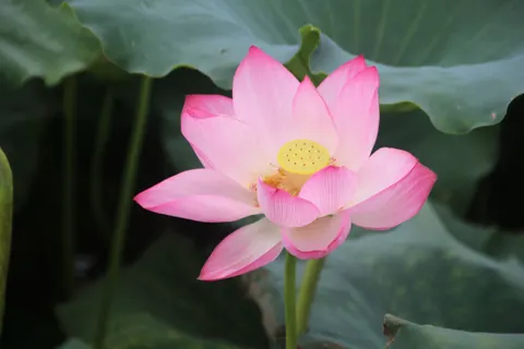 Lotus 4K Wallpaper · flowers · 3840×2560
