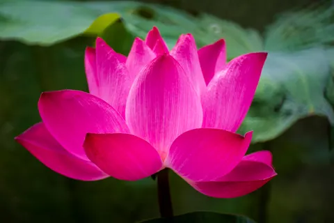 Lotus 4K Wallpaper · flowers · 3840×2563