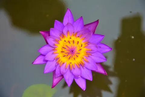 Lotus 4K Wallpaper · flowers · 3840×2560