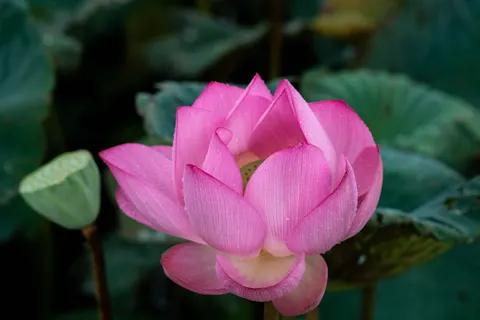 Wallpaper Teratai 4K · flowers · 3840×2560