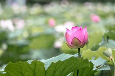 Lotus 4K Wallpaper · flowers · 3840×2560