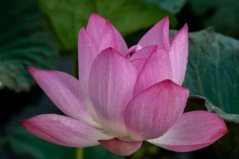 Lotus 4K Wallpaper · flowers · 3840×2560