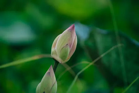 Lotus 4K Wallpaper · flowers · 3840×2560