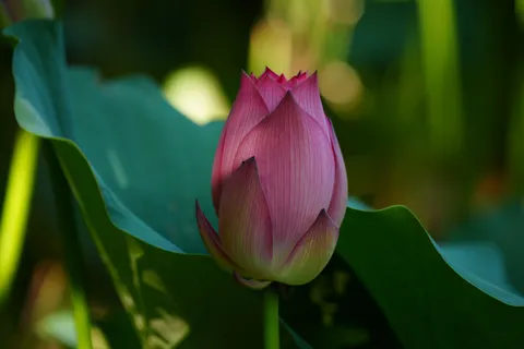Lotus 4K Wallpaper · flowers · 3840×2560