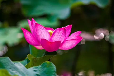 Lotus 4K Wallpaper · flowers · 3840×2560