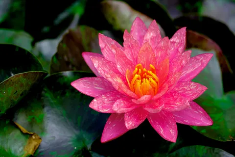 Lotus 4K Duvar Kağıdı · flowers · 3840×2560