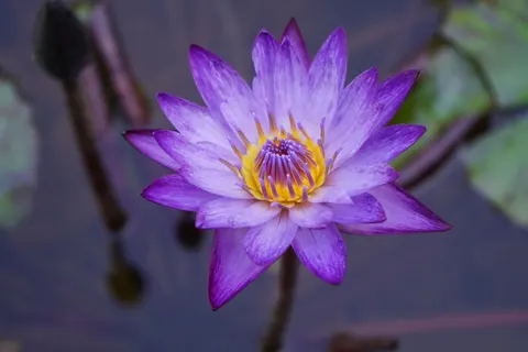 Lotus 4K Wallpaper · flowers · 3840×2560