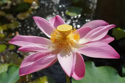 莲花 4K壁纸 · flowers · 3840×2560