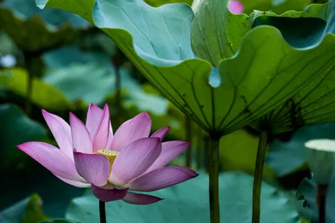 Lotus 4K Wallpaper · flowers · 3840×2560