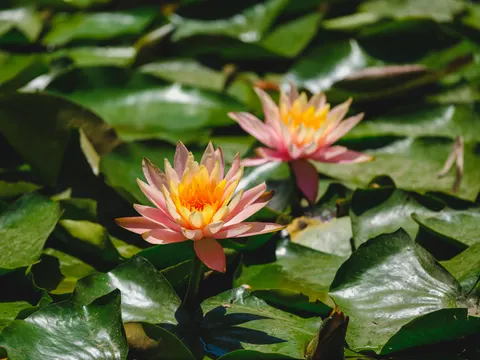 Lotus 4K Wallpaper · flowers · 3840×2880