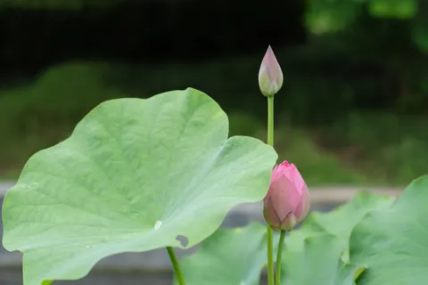 Lotus 4K Wallpaper · flowers · 3840×2560