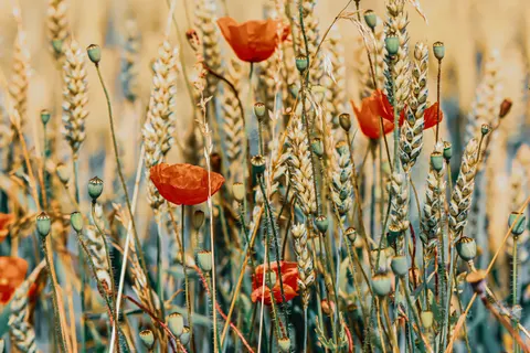 Poppy Field 4K Wallpaper · flowers · 3840×2560