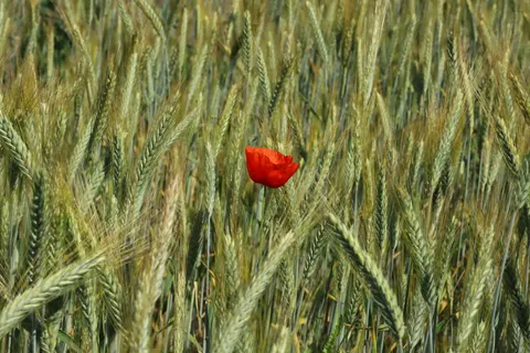 Poppy Field 4K Wallpaper · flowers · 3840×2560