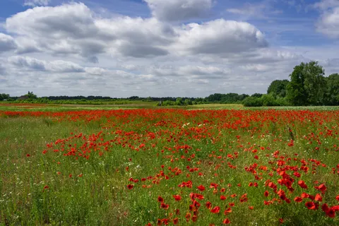 Poppy Field 4K Wallpaper · flowers · 3840×2560