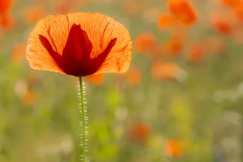 Poppy Field 4K Wallpaper · flowers · 3840×2561