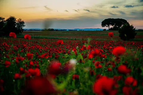 Poppy Field 4K Wallpaper · flowers · 3840×2560