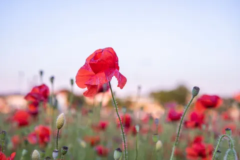 Poppy Field 4K Wallpaper · flowers · 3840×2560