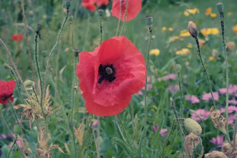 Poppy Field 4K Wallpaper · flowers · 3840×2560