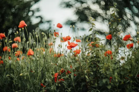 Poppy Field 4K Wallpaper · flowers · 3840×2560