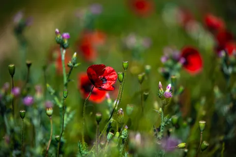罌粟花田 4K桌布 · flowers · 3840×2563