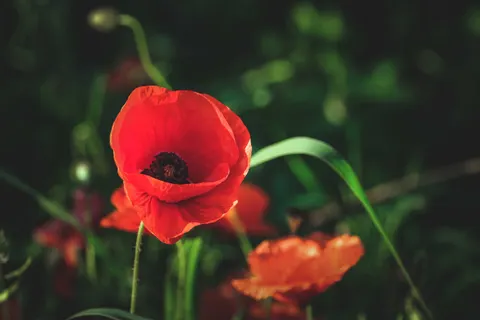 Poppy Field 4K Wallpaper · flowers · 3840×2560