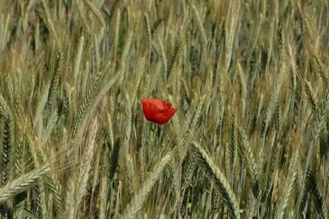 Poppy Field 4K Wallpaper · flowers · 3840×2560
