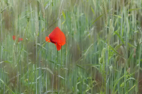 Poppy Field 4K Wallpaper · flowers · 3840×2560