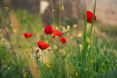 Poppy Field 4K Wallpaper · flowers · 3840×2560