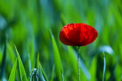Обои Маковое поле 4K · flowers · 3840×2561