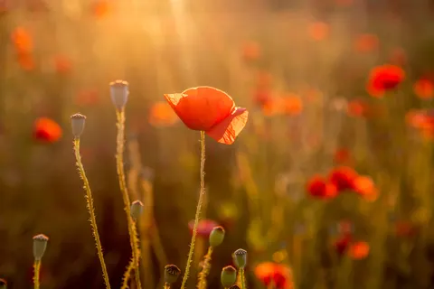 Poppy Field 4K Wallpaper · flowers · 3840×2563
