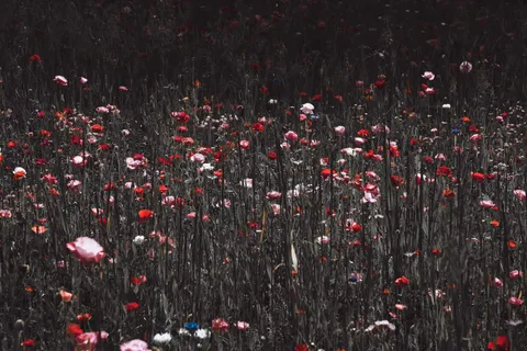 Poppy Field 4K Wallpaper · flowers · 3840×2560