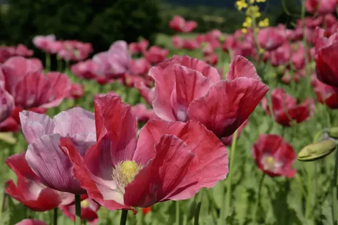Poppy Field 4K Wallpaper · flowers · 3840×2560