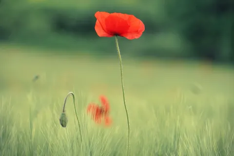 Poppy Field 4K Wallpaper · flowers · 3840×2560