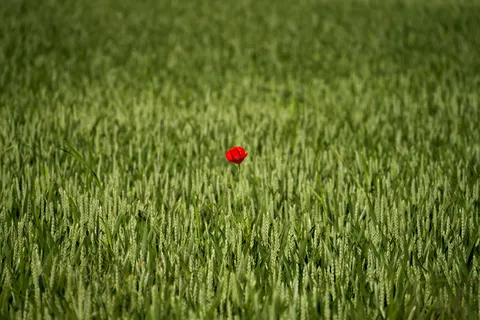 Poppy Field 4K Wallpaper · flowers · 3840×2561