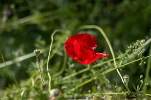 Wallpaper Ladang Bunga Poppy 4K · flowers · 3840×2560