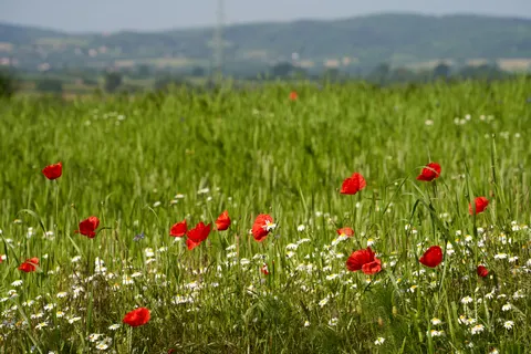 Poppy Field 4K Wallpaper · flowers · 3840×2561