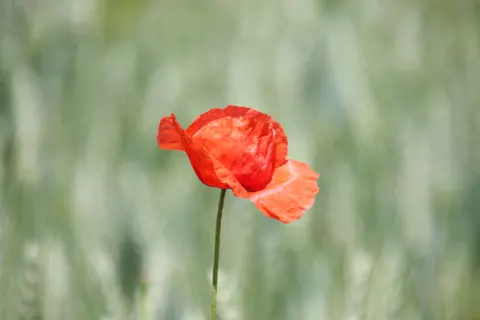 Poppy Field 4K Wallpaper · flowers · 3840×2560