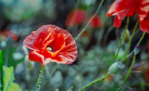 Poppy Field 4K Wallpaper · flowers · 3840×2362