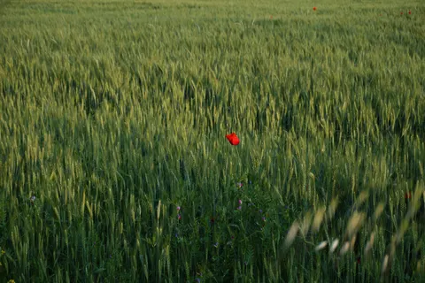 Poppy Field 4K Wallpaper · flowers · 3840×2560
