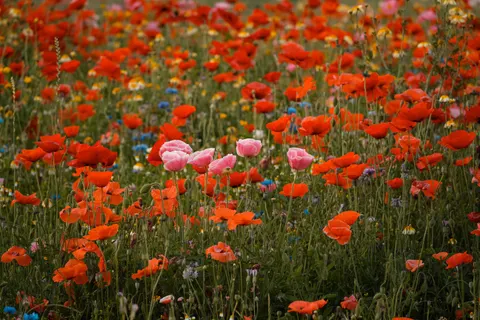 Poppy Field 4K Wallpaper · flowers · 3840×2560