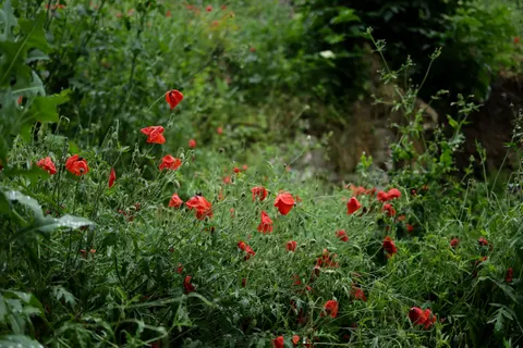 Poppy Field 4K Wallpaper · flowers · 3840×2560