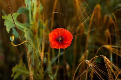 Poppy Field 4K Wallpaper · flowers · 3840×2556