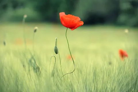 Poppy Field 4K Wallpaper · flowers · 3840×2560