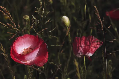 Poppy Field 4K Wallpaper · flowers · 3840×2560